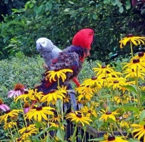 Meet your Posher, Dennis - Picture 1 of 1